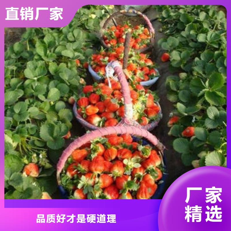 草莓苗桃树苗快捷的物流配送