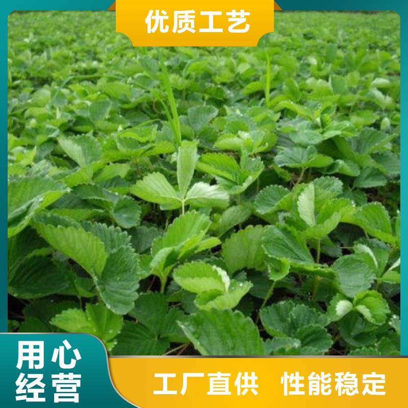 草莓苗梨树苗严格把控每一处细节