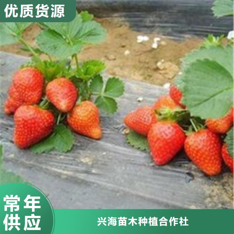 【草莓苗苹果苗源头实体厂商】