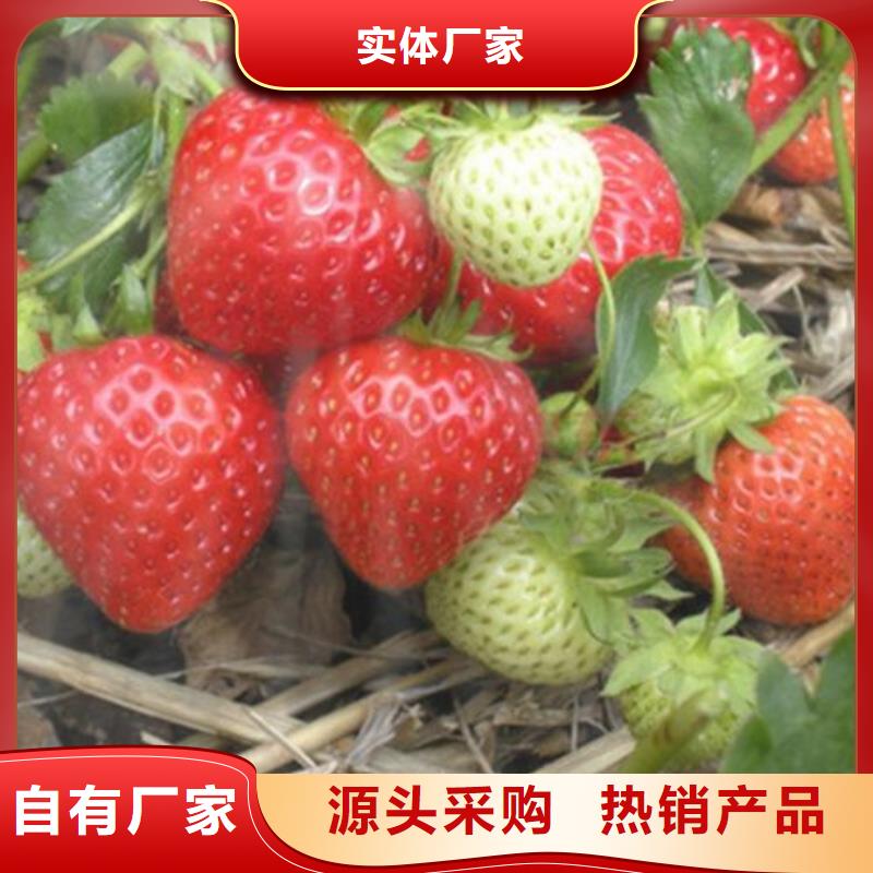 草莓苗-【葡萄苗】严格把控质量