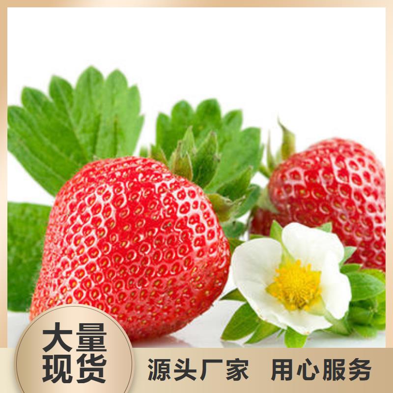 草莓苗_梨树苗多种款式可随心选择