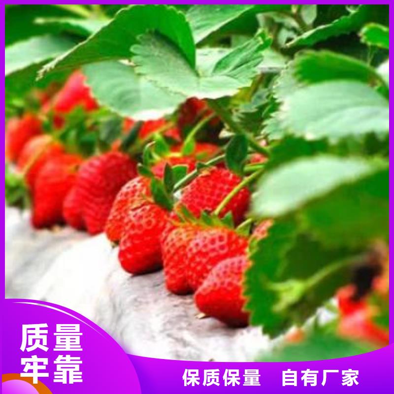 草莓苗-板栗苗颜色尺寸款式定制