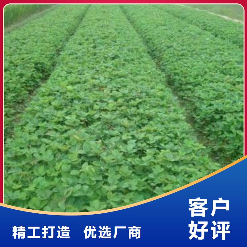 草莓苗桃树苗打造好品质