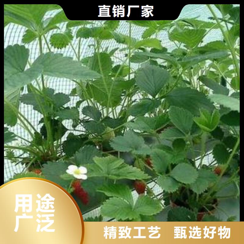 草莓苗,【蓝莓苗】畅销当地