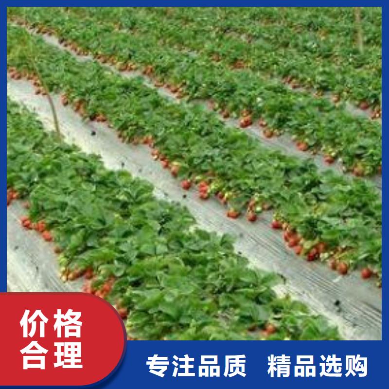 【草莓苗】_梨树苗做工细致