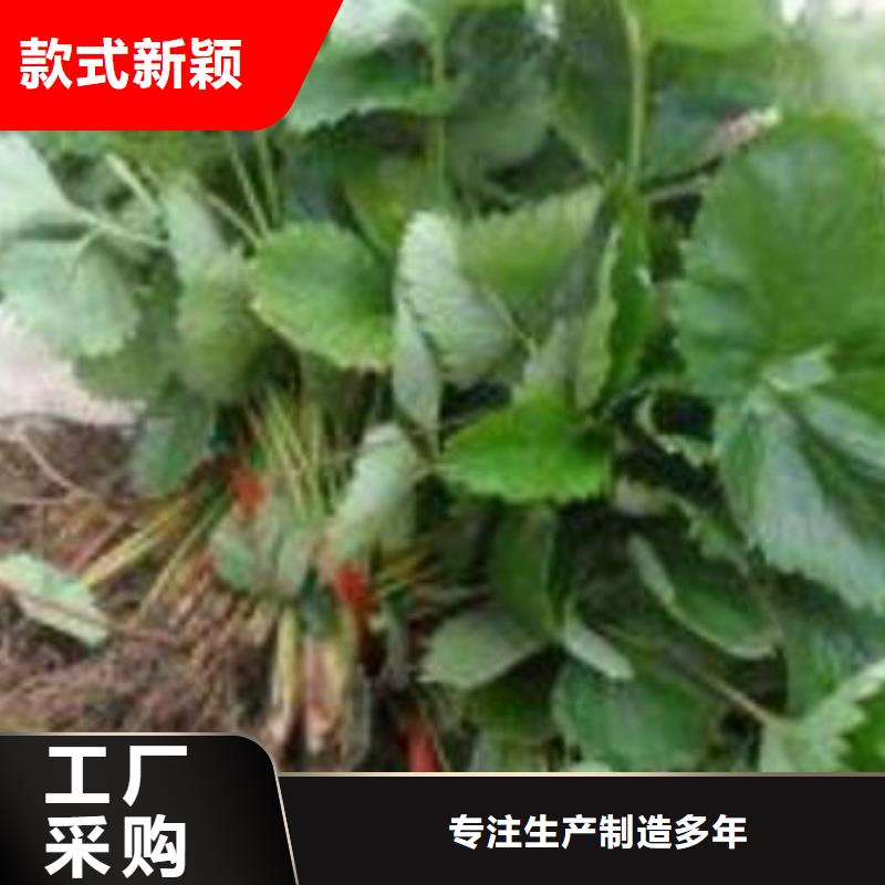 【 草莓苗,板栗苗发货及时】|郧西|丹江口|武汉|孝感|襄阳|鄂州|随州|黄冈|荆州供应商