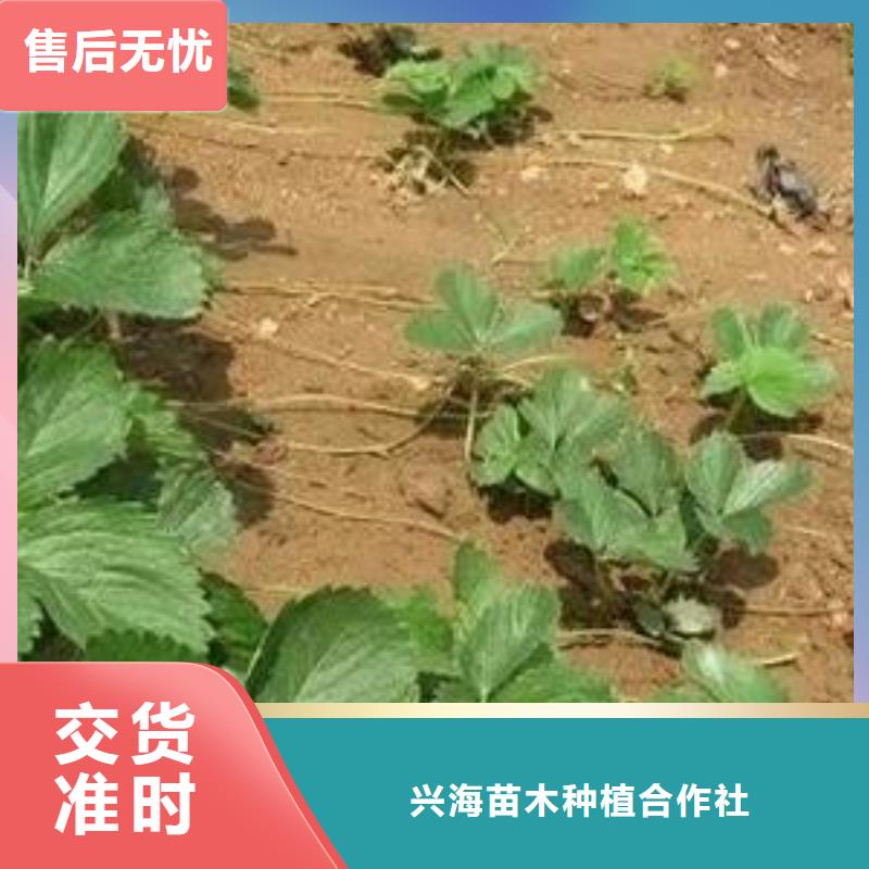 草莓苗梨树苗品质可靠