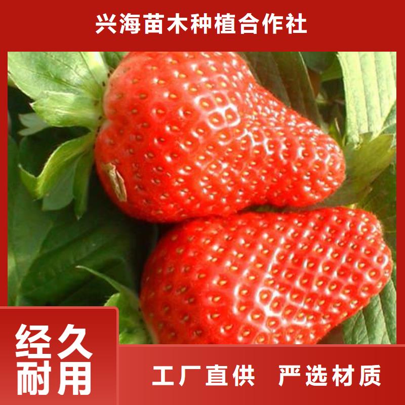 【草莓苗】_梨树苗做工细致