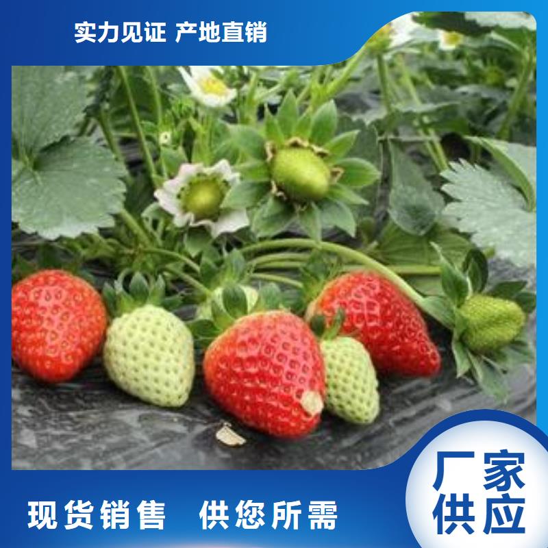 【草莓苗】_梨树苗做工细致