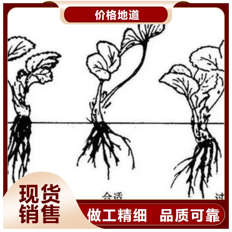草莓苗桃树苗快捷的物流配送