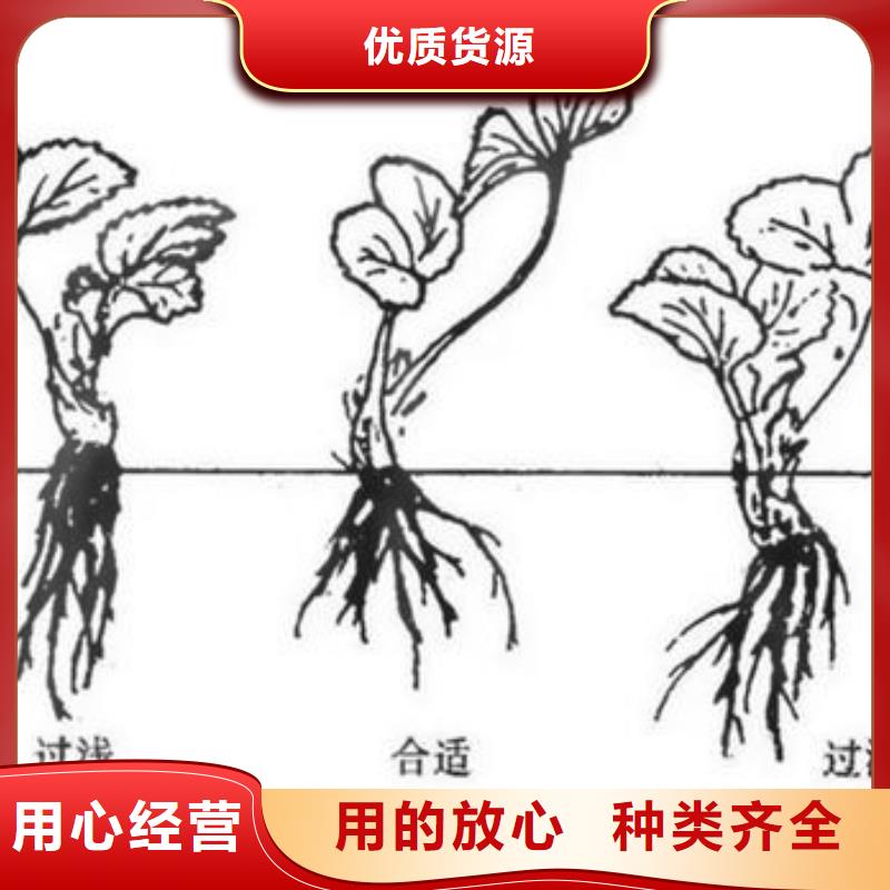草莓苗蓝莓苗产地货源