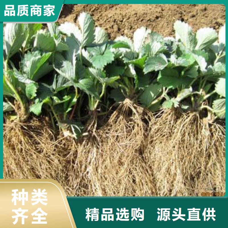 【草莓苗苹果苗源头实体厂商】