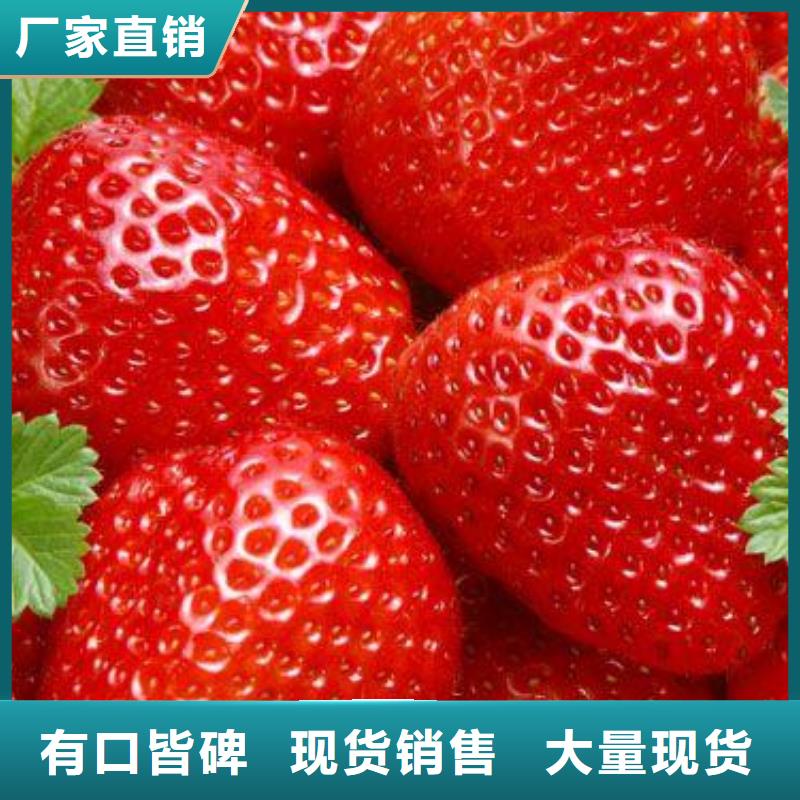草莓苗,山楂苗精选货源