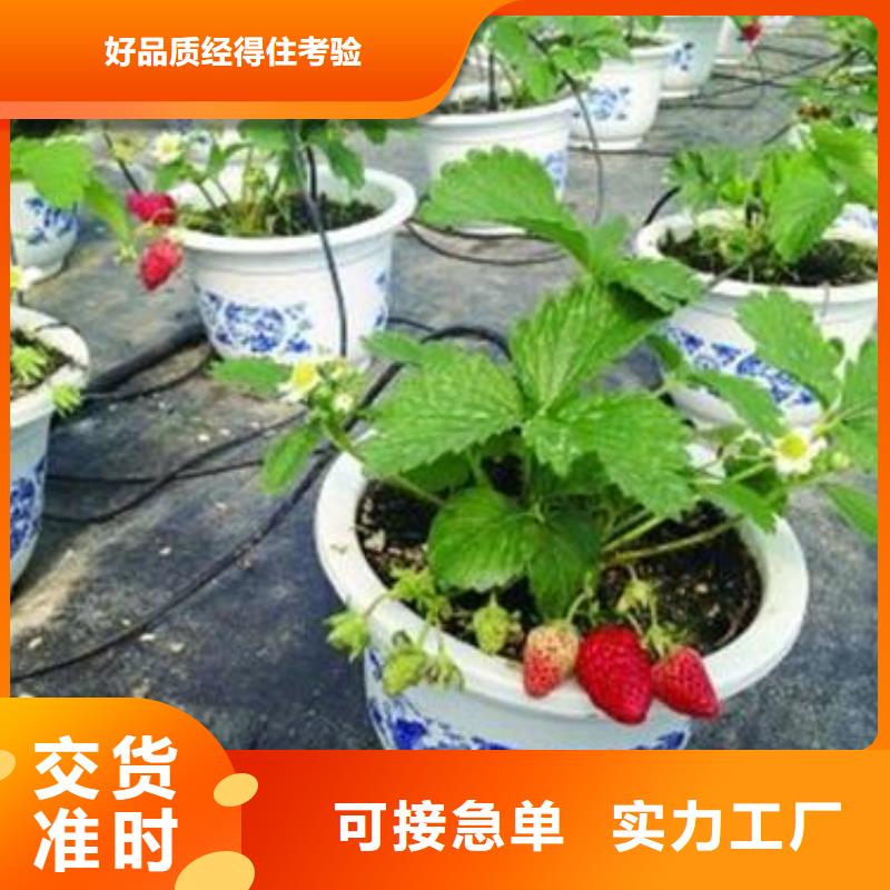 草莓苗,桃树苗品质之选