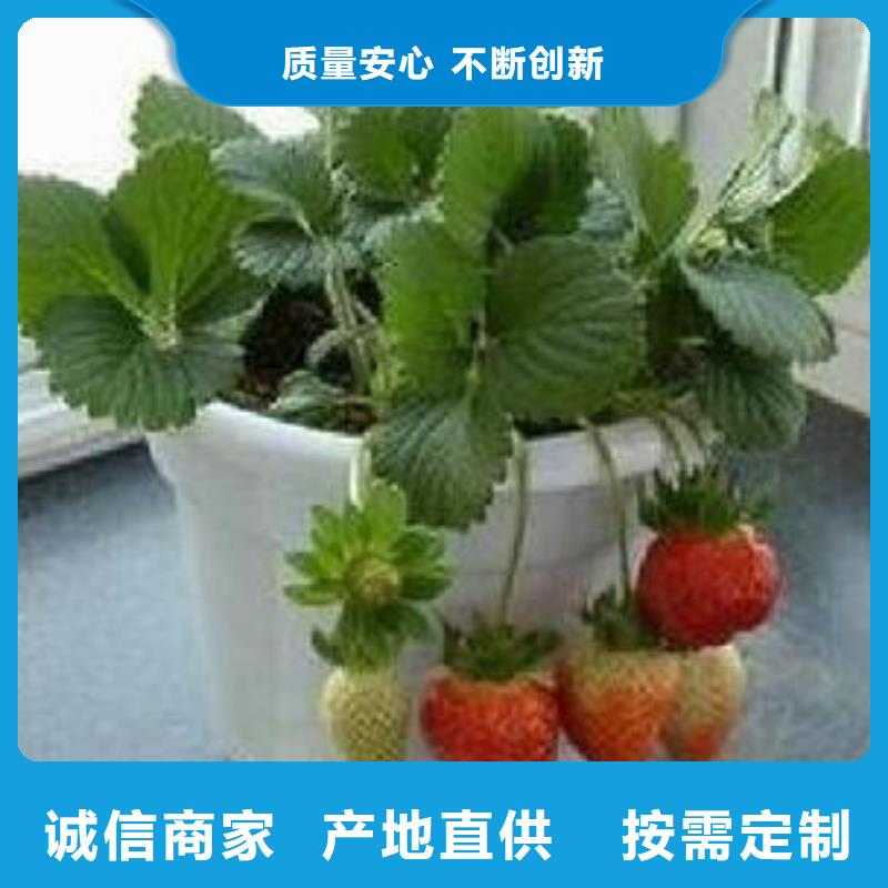 【草莓苗】花椒苗专注生产N年