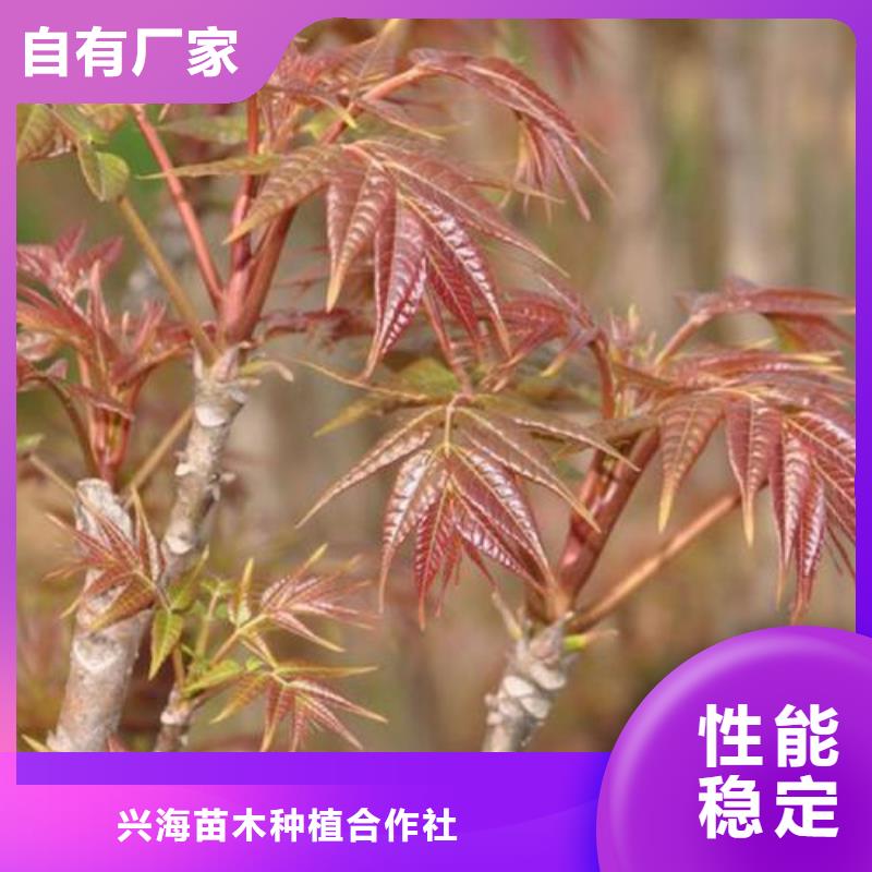 香椿苗,李子苗制造生产销售