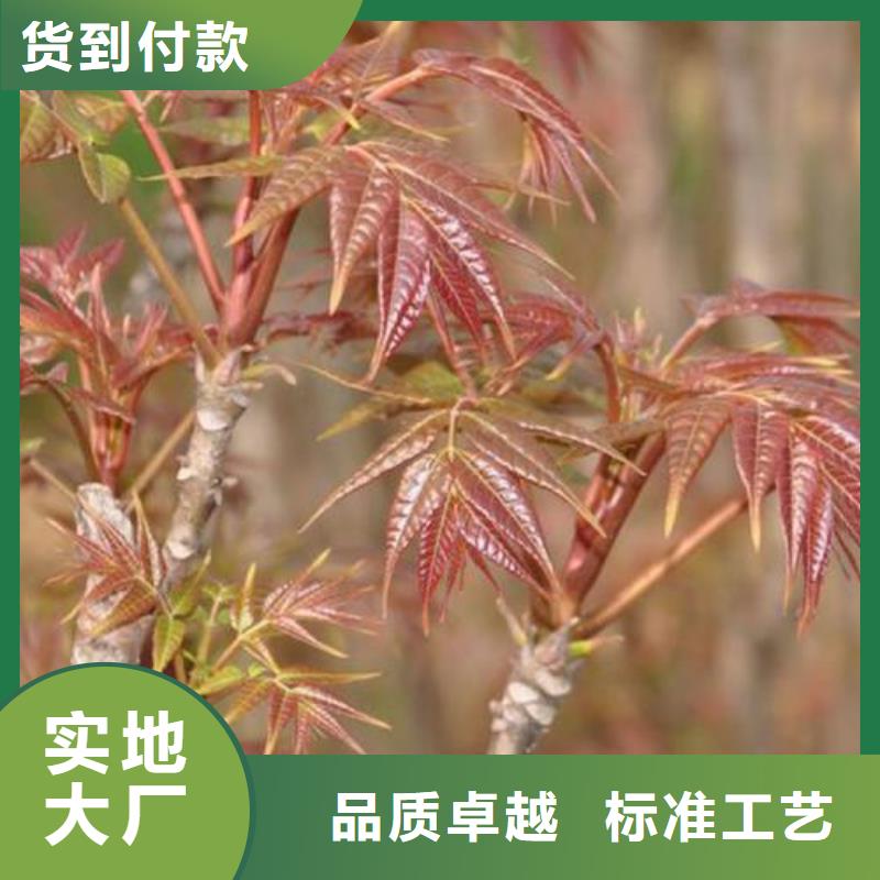 香椿苗板栗苗供应商