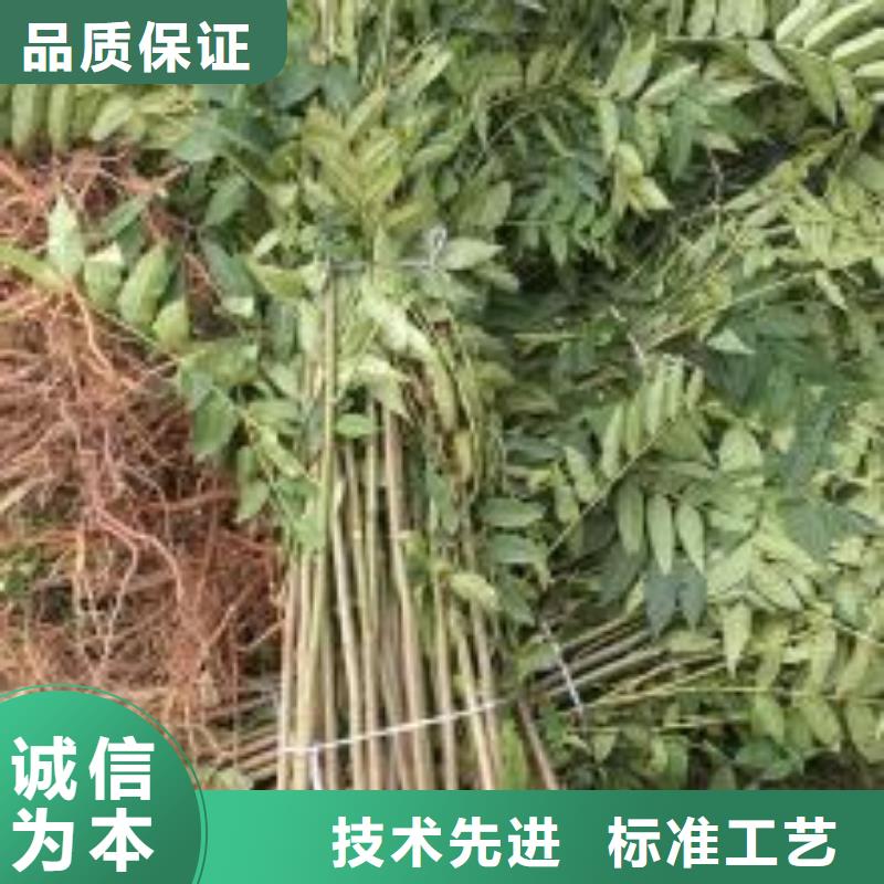 香椿苗,【山楂苗】当地货源本地品牌