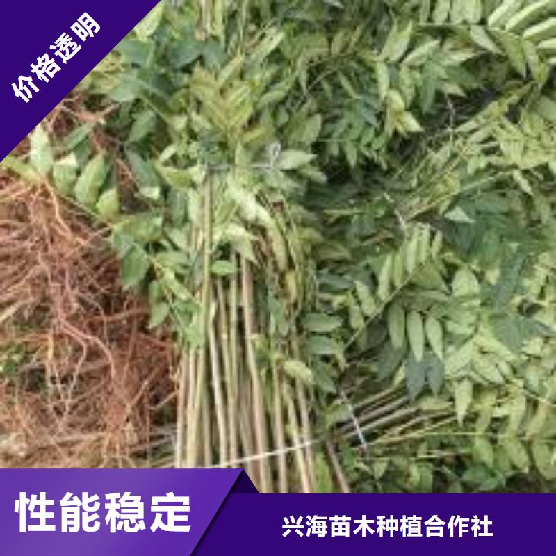 香椿苗梨树苗拒绝中间商