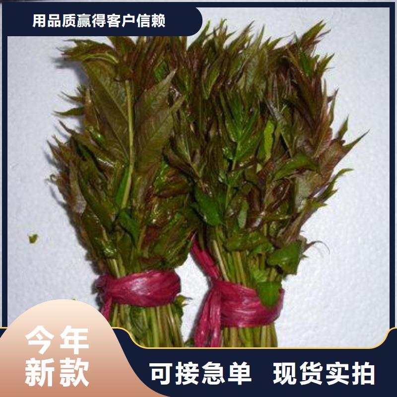 【香椿苗】板栗苗好产品好服务