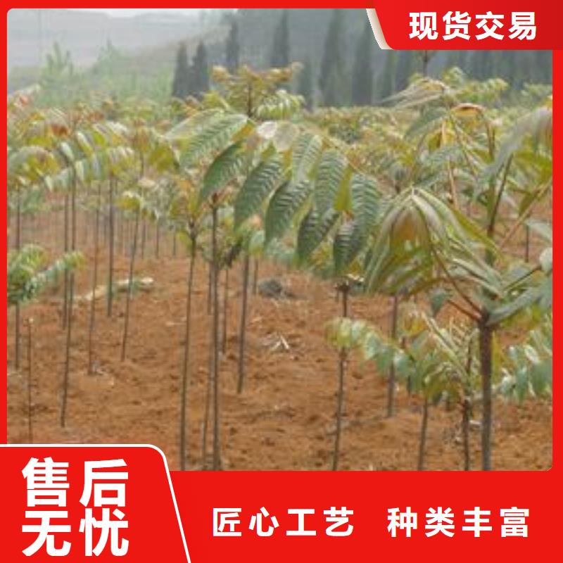 香椿苗板栗苗国标检测放心购买