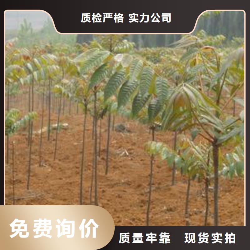 香椿苗梨树苗多种工艺