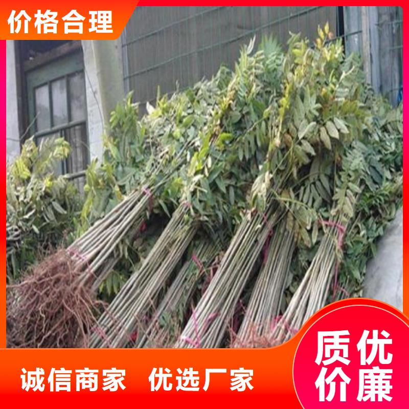 香椿苗_梨树苗严选用料