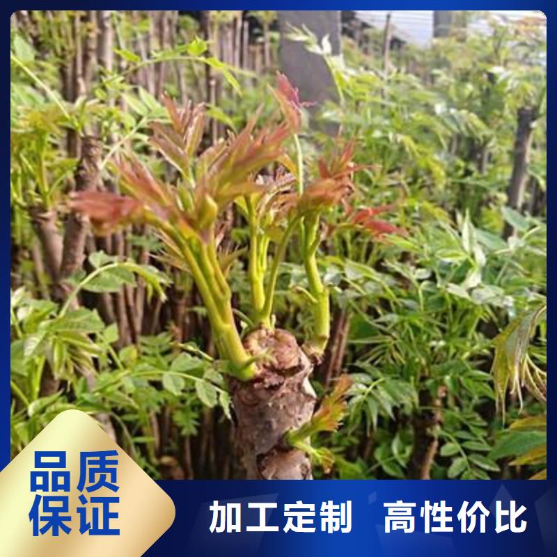 香椿苗板栗苗供应商
