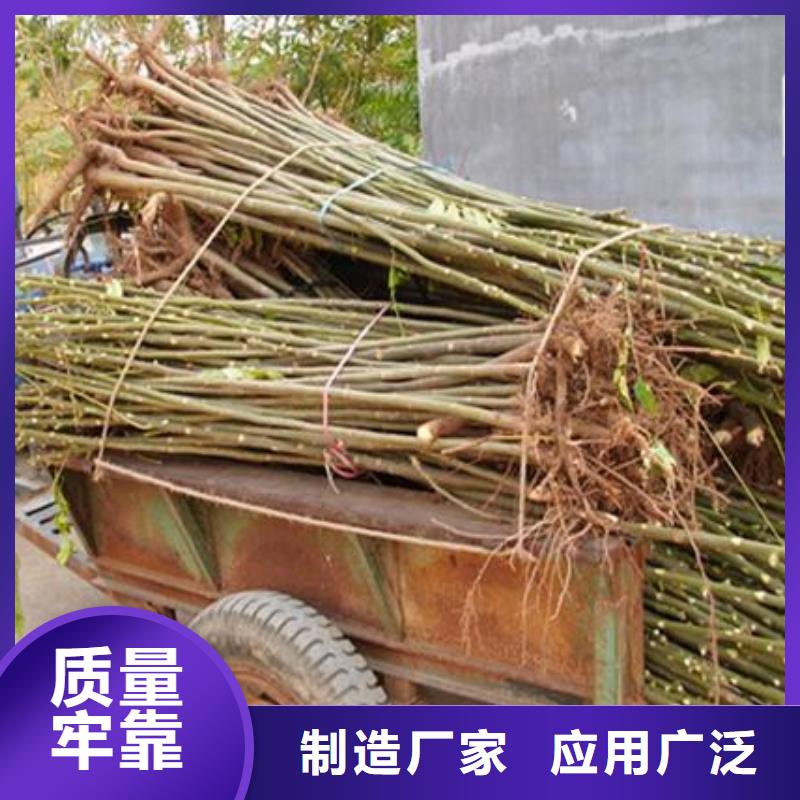 【香椿苗】,核桃苗厂家直营-兴海苗木种植社(朝阳市分公司)