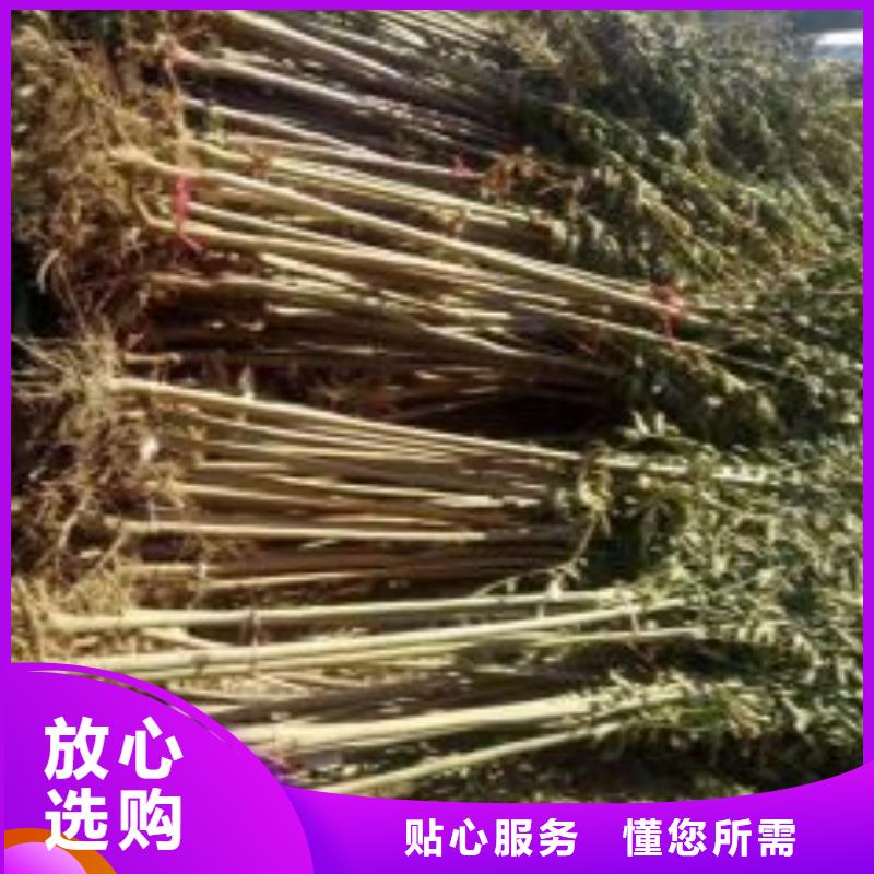 【香椿苗】,核桃苗厂家直营-兴海苗木种植社(朝阳市分公司)