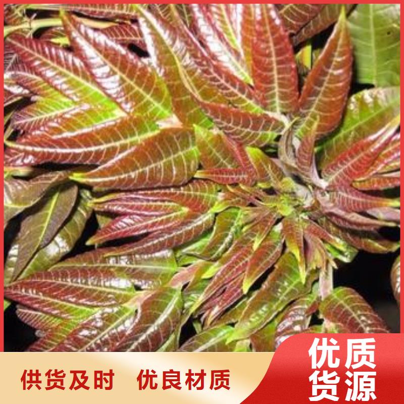 香椿苗板栗苗供应商