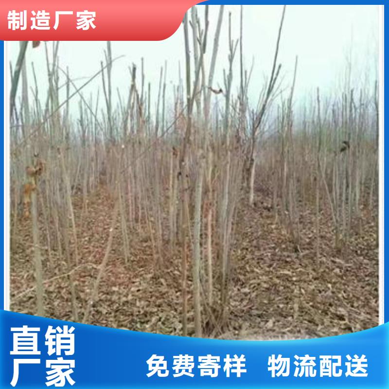 香椿苗梨树苗客户信赖的厂家