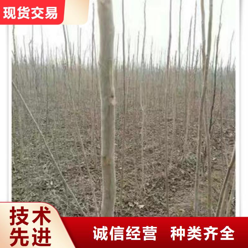 宁波找香椿苗桃树苗实力工厂