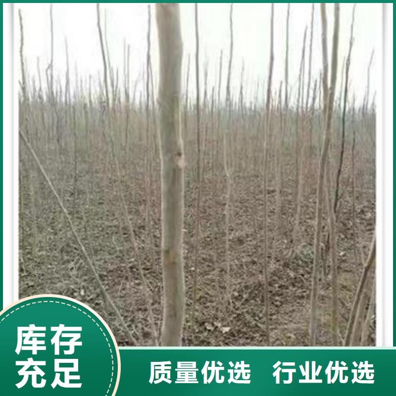 宁波批发香椿苗桃树苗实力工厂