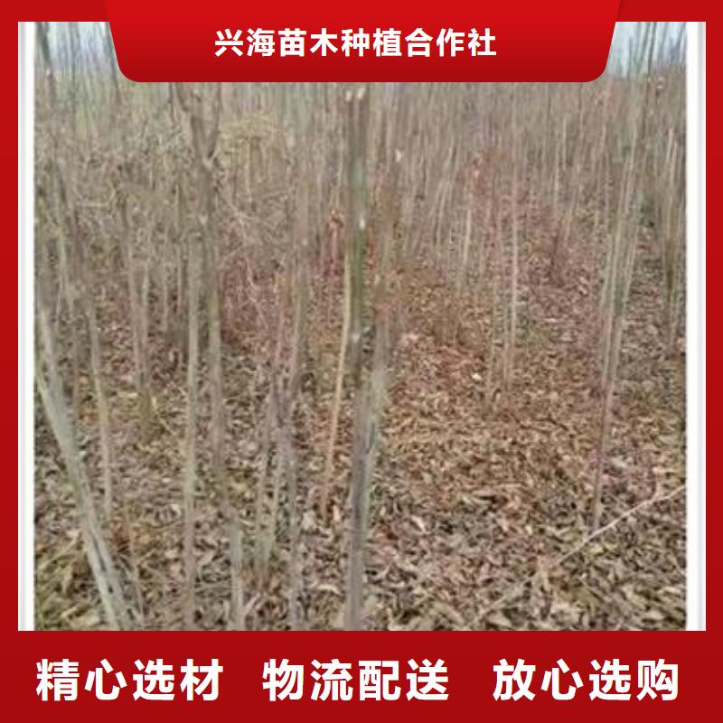 香椿苗梨树苗多种工艺