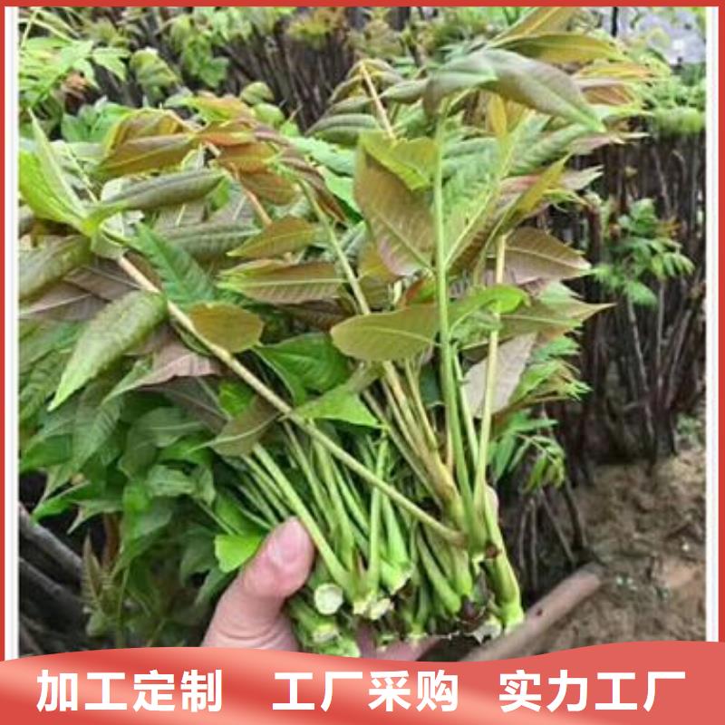香椿苗,李子苗制造生产销售