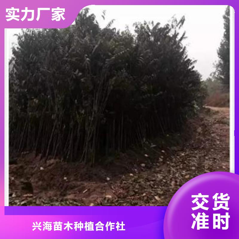 香椿苗_梨树苗严选用料