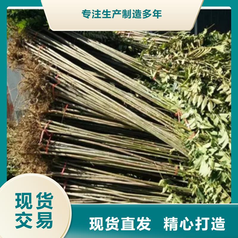 兴海香椿苗,【板栗苗】精心-业务覆盖区域|五大连池|孙吴|佳木斯|哈尔滨|绥化|齐齐哈尔-云商赢企