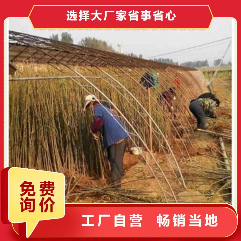 香椿苗,【山楂苗】当地货源本地品牌