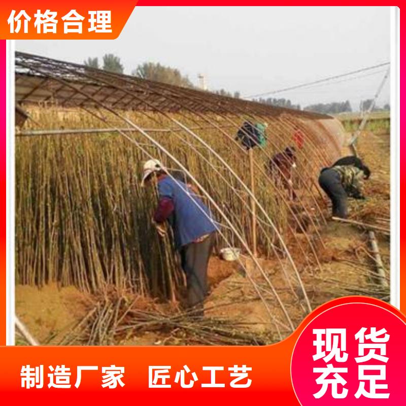 【香椿苗】,核桃苗厂家直营-兴海苗木种植社(朝阳市分公司)
