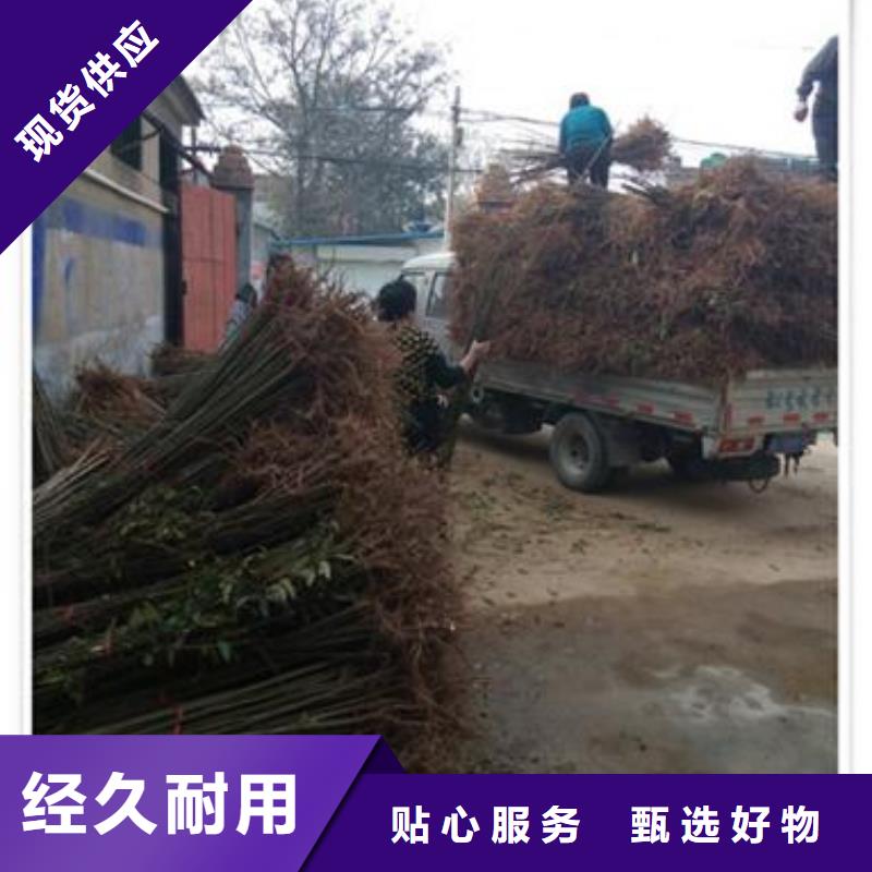 兴海香椿苗,【板栗苗】精心-业务覆盖区域|五大连池|孙吴|佳木斯|哈尔滨|绥化|齐齐哈尔-云商赢企