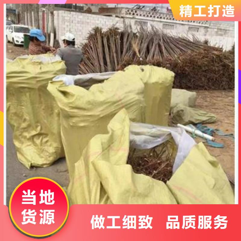 香椿苗梨树苗拒绝中间商