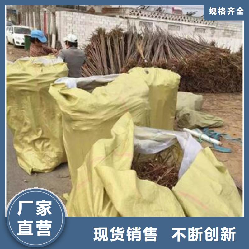香椿苗梨树苗用心做品质