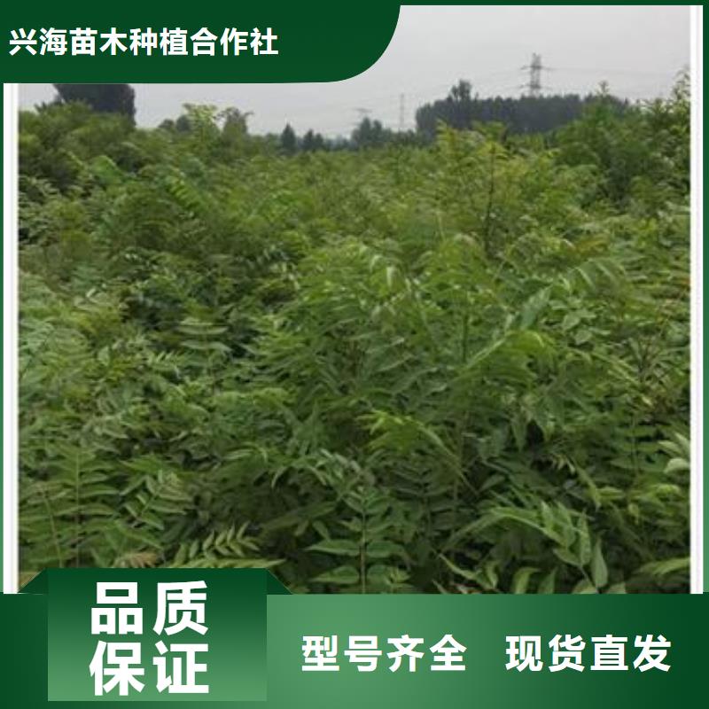 香椿苗,板栗苗用心做好每一件产品