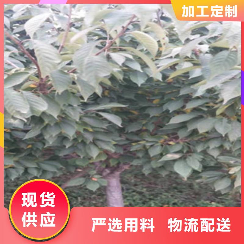 樱花钙果苗海量库存