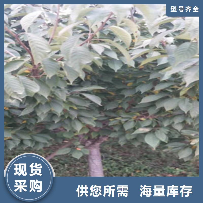 樱花泰山景松造型景松快速生产