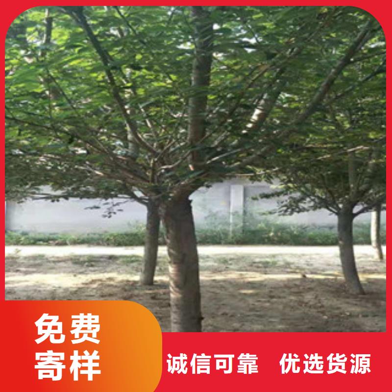 【樱花】-国槐品质信得过