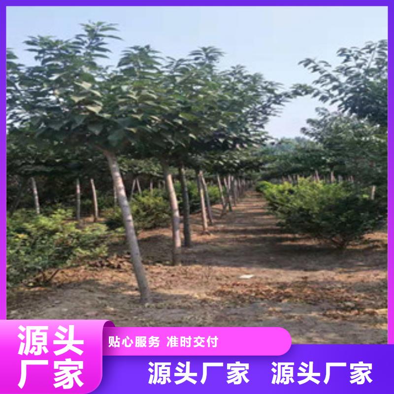 樱花国槐专注细节专注品质