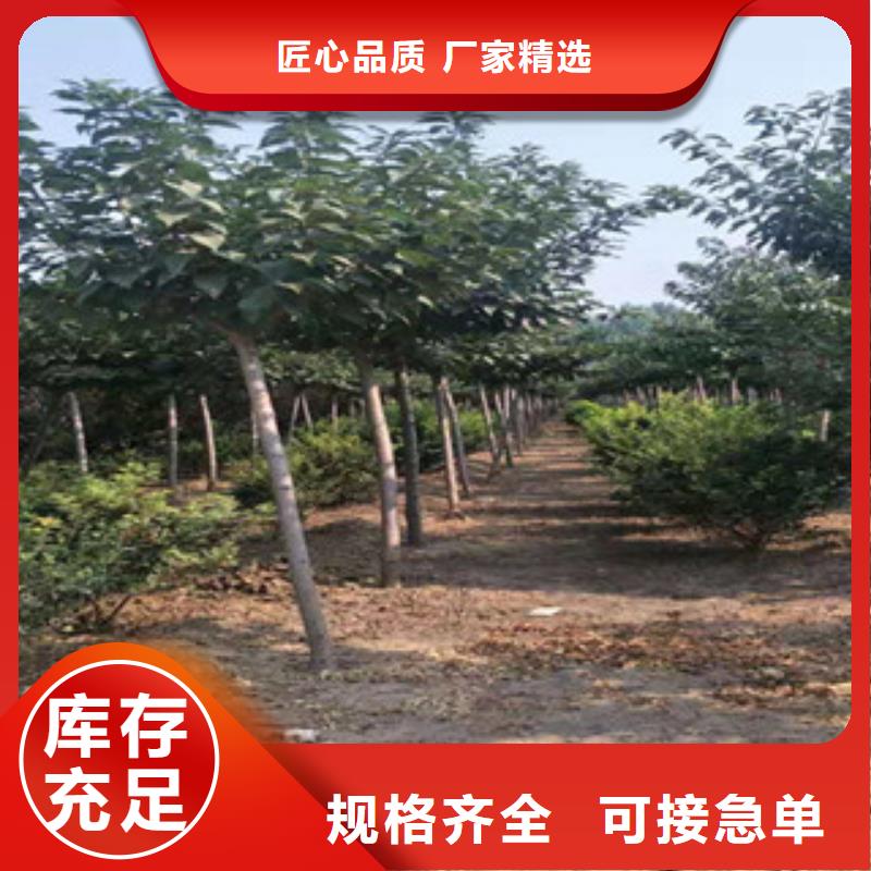 樱花,绿化树绿化工程质量不佳尽管来找我