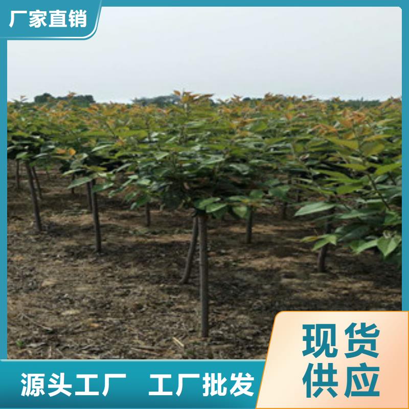 樱花占地果树规格齐全